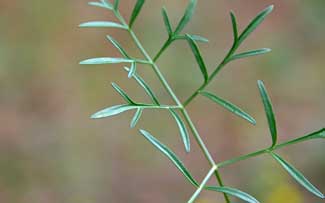 Leaf close-up, Cymopterus lemmonii, Alpine False Springparsley, Southwest Desert Flora Cymopterus lemmonii, Alpine False Springparsley, Southwest Desert Flora